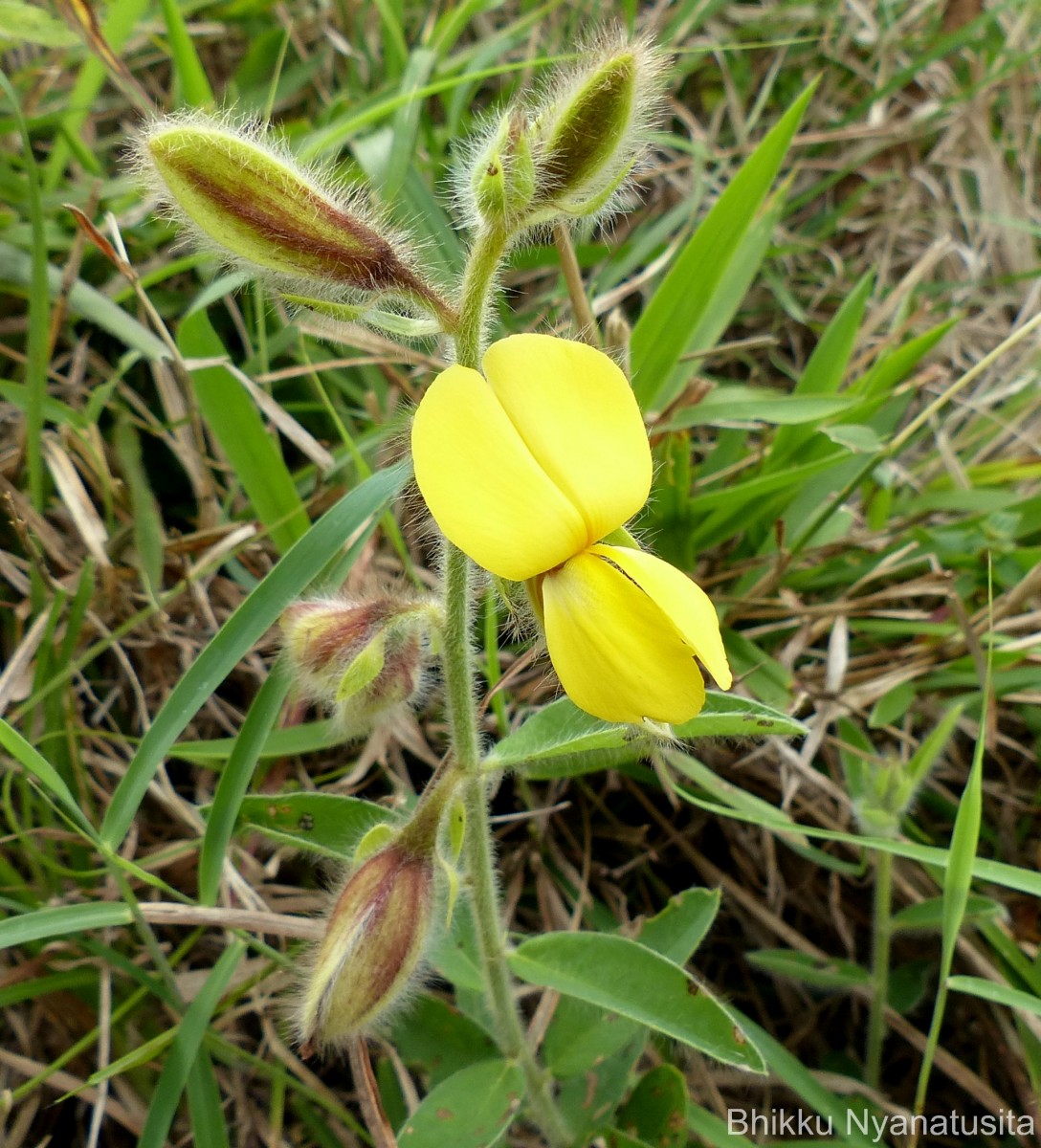 Crotalaria calycina Schrank